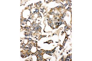 Immunohistochemistry (IHC) image for anti-Solute Carrier Family 10 (Sodium/bile Acid Cotransporter Family), Member 1 (SLC10A1) (AA 141-154), (Middle Region) antibody (ABIN3044254)