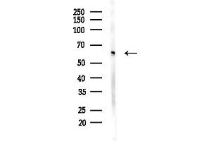 Western blot analysis of lysates from Mouse liver, using NOP58 Antibody at 1/1000 dilution.