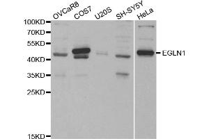 Western blot analysis of extracts of various cell lines, using EGLN1 antibody (ABIN5970498) at 1/1000 dilution. (EGLN1 抗体)