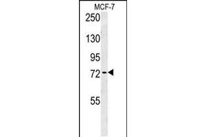 RICH2 Antibody (C-term) (ABIN654613 and ABIN2844313) western blot analysis in MCF-7 cell line lysates (35 μg/lane). (ARHGAP44 抗体  (C-Term))