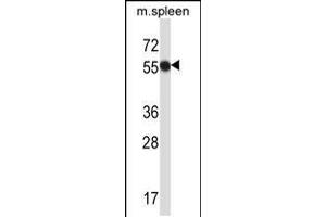 Western blot analysis in mouse spleen tissue lysates (35ug/lane). (MATK 抗体  (C-Term))