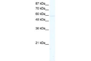 WB Suggested Anti-KCNK10 Antibody Titration:  2. (KCNK10 抗体  (C-Term))