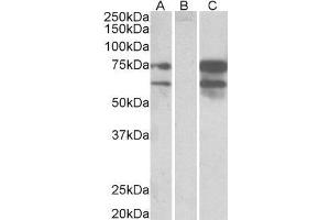 HEK293 lysate (10ug protein in RIPA buffer) overexpressing Human NRXN1 with DYKDDDDK tag probed with ABIN2564097 (0. (Neurexin 1 抗体  (C-Term))