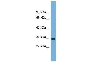 Carbonic Anhydrase Vb antibody (Mitochondrial) used at 1 ug/ml to detect target protein. (CA5B 抗体  (N-Term))