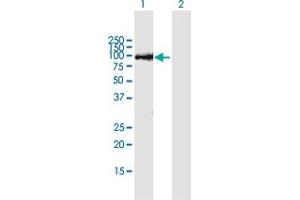 Western Blot analysis of THAP9 expression in transfected 293T cell line by THAP9 MaxPab polyclonal antibody. (THAP9 抗体  (AA 1-903))