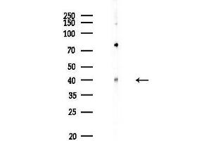 anti-Transmembrane Protein 30B (TMEM30B) (Internal Region) antibody