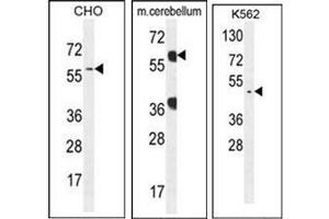 Western blot analysis of GTPBP2 Antibody (C-term) in CHO, K562 and mouse cerebellum cell line lysates (35ug/lane). (GTPBP2 抗体  (C-Term))