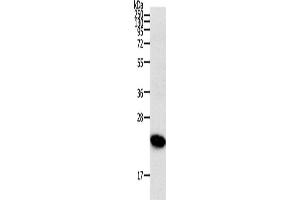 Western Blotting (WB) image for anti-Ras Homolog Gene Family, Member C (RHOC) antibody (ABIN2431009)