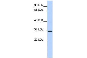 WB Suggested Anti-BCAS2 Antibody Titration:  0. (BCAS2 抗体  (N-Term))