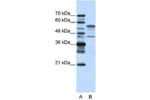 WB Suggested Anti-BLZF1  Antibody Titration: 2. (BLZF1 抗体  (N-Term))