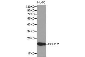 Western Blotting (WB) image for anti-BCL2-Like 2 (BCL2L2) antibody (ABIN1871261) (BCL2L2 抗体)