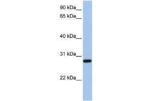 Western Blotting (WB) image for anti-Voltage-Dependent Anion Channel 3 (VDAC3) antibody (ABIN2458132) (VDAC3 抗体)