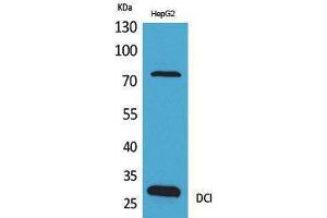 Western Blotting (WB) image for anti-Enoyl-CoA Delta Isomerase 1 (ECI1) (C-Term) antibody (ABIN3178260) (DCI 抗体  (C-Term))