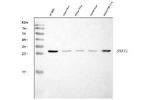 Western blot analysis of SNAIL/SNAI1 using anti-SNAIL/SNAI1 antibody (ABIN7599028). (SNAIL 抗体  (AA 1-170))