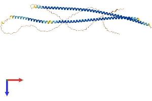 Keratin 71 Protein (KRT71) (AA 1-523) (His tag)