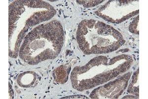 Image no. 2 for anti-OTU Domain, Ubiquitin Aldehyde Binding 1 (OTUB1) antibody (ABIN1499930) (OTUB1 抗体)
