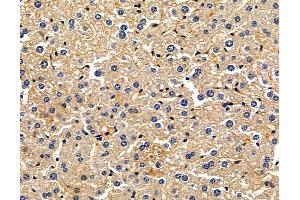 ABIN7096896 and ABIN7100962 at 1/100 staining mouse liver tissue by IHC-P. (Heparan Sulfate (Glucosamine) 3-O-Sulfotransferase 6 (HS3ST6) 抗体)