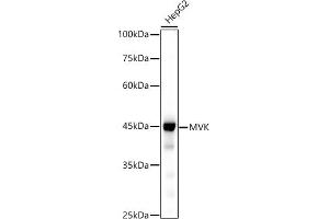Western blot analysis of extracts of HepG2 cells, using MVK antibody (ABIN7268506) at 1:500 dilution. (MVK 抗体)
