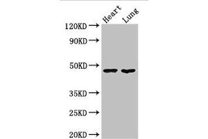 Western Blot Positive WB detected in: Mouse heart tissue, Mouse lung tissue All lanes: PAG1 antibody at 3 μg/mL Secondary Goat polyclonal to rabbit IgG at 1/50000 dilution Predicted band size: 47 kDa Observed band size: 47 kDa (PAG1 抗体  (AA 97-432))