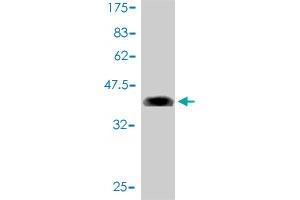 Western Blot detection against Immunogen (35.