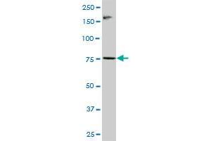 RNF6 MaxPab polyclonal antibody. (RNF6 抗体  (AA 1-685))