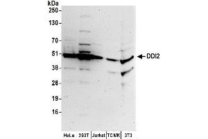 anti-DNA-Damage Inducible 1 Homolog 2 (DDI2) (AA 349-399) antibody