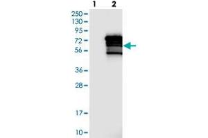 Western blot analysis of Lane 1: Negative control (vector only transfected HEK293T lysate), Lane 2: Over-expression Lysate (Co-expressed with a C-terminal myc-DDK tag (~3. (ZNF205 抗体)