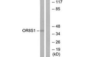 Western Blotting (WB) image for anti-Olfactory Receptor, Family 8, Subfamily S, Member 1 (OR8S1) (AA 90-139) antibody (ABIN2891059) (OR8S1 抗体  (AA 90-139))