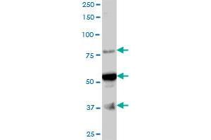 ARMC6 MaxPab polyclonal antibody. (ARMC6 抗体  (AA 1-476))