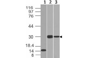 Western Blot of Recombinant, Panc-28 and PANC1 cell lysates using CELA3B Monoclonal Antibody (CELA3B/1218). (Elastase 3B 抗体  (AA 82-238))