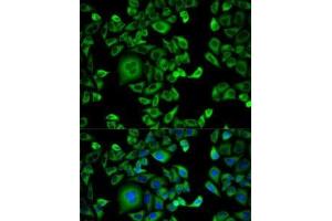 Immunofluorescence analysis of HeLa cells using EXT1 Polyclonal Antibody (EXT1 抗体)
