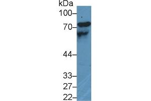 Western Blotting (WB) image for anti-Kininogen 1 (KNG1) (AA 225-407) antibody (ABIN7438388)