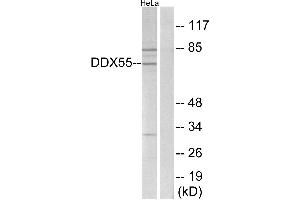 Western blot analysis of extracts from HeLa cells, using DDX55 antibody.