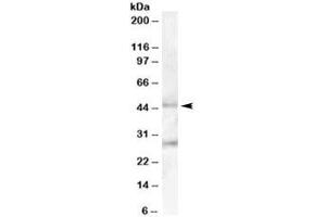 Western blot testing of human pancreas lysate with B3GNT2 antibody at 0. (B3GNT2 抗体)