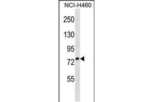 Western blot analysis in NCI-H460 cell line lysates (35ug/lane). (ZNF607 抗体  (AA 312-338))