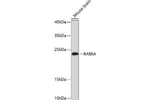 Western blot analysis of extracts of Mouse brain using RAB6A Polyclonal Antibody at dilution of 1:3000. (RAB6A 抗体)