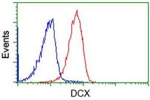 Flow cytometric Analysis of Jurkat cells, using anti-DCX antibody (ABIN2453871), (Red), compared to a nonspecific negative control antibody, (Blue). (Doublecortin 抗体)
