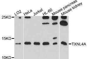 Western blot analysis of extracts of various cells, using TXNL4A antibody. (TXNL4A 抗体)