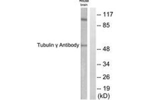 Western blot analysis of extracts from mouse brain cells, using Tubulin gamma Antibody. (TUBG1 抗体  (AA 386-435))