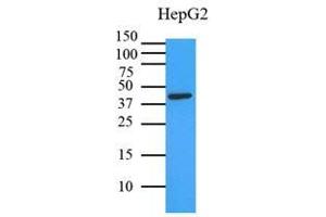 Cell lysates of HepG2 (35 ug) were resolved by SDS-PAGE, transferred to PVDF membrane and probed with anti-human MAPK1 (1:3000). (ERK2 抗体)