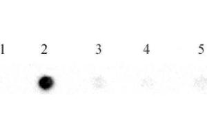 N6-Methyladenosine (m6A) antibody (pAb) tested by RNA dot blot analysis. (N6-Methyladenosine 抗体)
