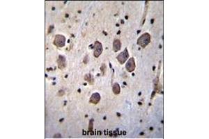 ANKRD34C Antibody (C-term) (ABIN655772 and ABIN2845210) immunohistochemistry analysis in formalin fixed and paraffin embedded human brain tissue followed by peroxidase conjugation of the secondary antibody and DAB staining. (ANKRD34C 抗体  (C-Term))