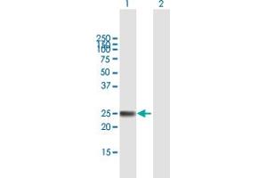 Western Blot analysis of ARL4A expression in transfected 293T cell line by ARL4A MaxPab polyclonal antibody. (ARL4A 抗体  (AA 1-200))