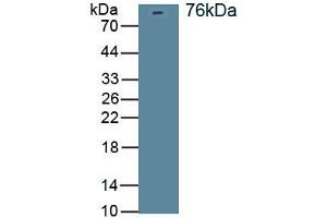 Detection of Recombinant DLG4, Rat using Polyclonal Antibody to Discs, Large Homolog 4 (DLG4) (DLG4 抗体)