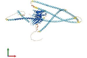 Protein Structure (PS) image for Kinesin Family Member 5C (KIF5C) (AA 1-956) protein (His tag) (ABIN7563064)