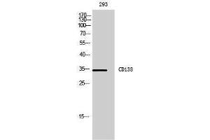 Western Blotting (WB) image for anti-Syndecan 1 (SDC1) (Internal Region) antibody (ABIN3181450) (Syndecan 1 抗体  (Internal Region))