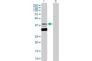 Western Blot analysis of TFAP4 expression in transfected 293T cell line by TFAP4 MaxPab polyclonal antibody. (TFAP4 抗体  (AA 1-338))
