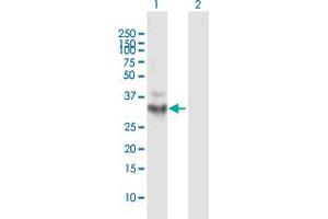 Western Blot analysis of OGG1 expression in transfected 293T cell line by OGG1 MaxPab polyclonal antibody. (OGG1 抗体  (AA 1-324))