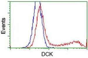 HEK293T cells transfected with either RC210767 overexpress plasmid (Red) or empty vector control plasmid (Blue) were immunostained by anti-DCK antibody (ABIN2454398), and then analyzed by flow cytometry. (DCK 抗体)