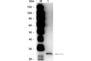Western Blot of Goat anti-Papain Antibody Peroxidase Conjugated. (Papain 抗体 (HRP))